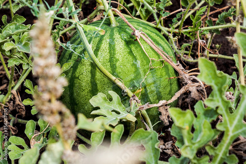 Small watermelon on melon field