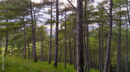 fotos de bosque de pinos