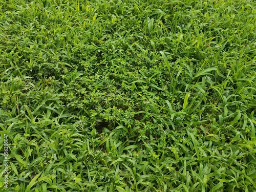 green wet grass yard or lawn