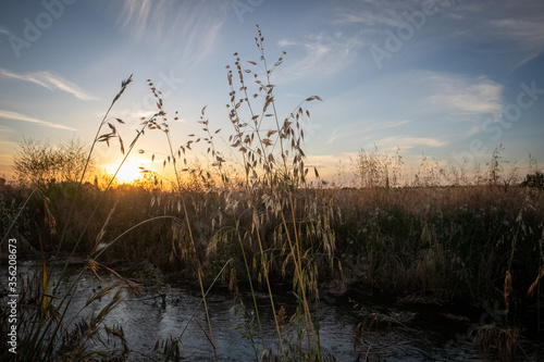 Wheat and grasses in a country sunset landscape in Oakdale, California photo