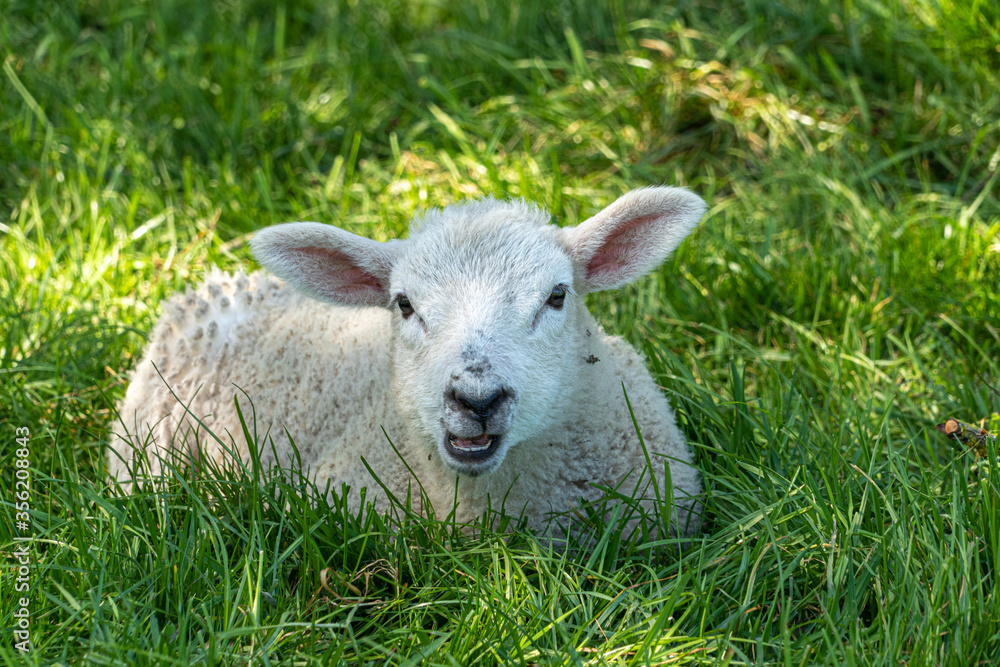 Four week old lamb low angle view portrait in green grass field