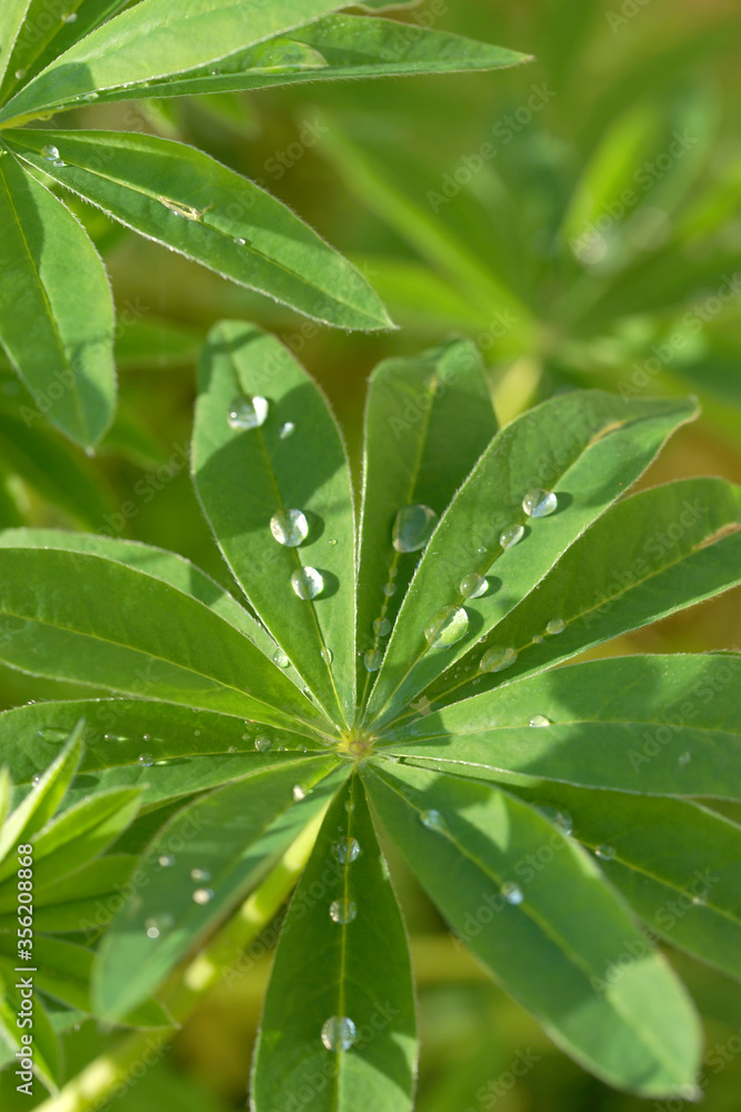 Lupine leaves with drops after rain Lupine leaves with drops after rain