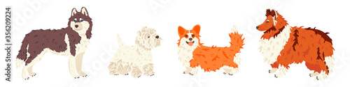 Husky, West Highland White Terrier, Corgi, Collie dog breeds vector flat set. For pet shops and grooming salon landing page, exhibition promo poster, social networks stickers, online guide