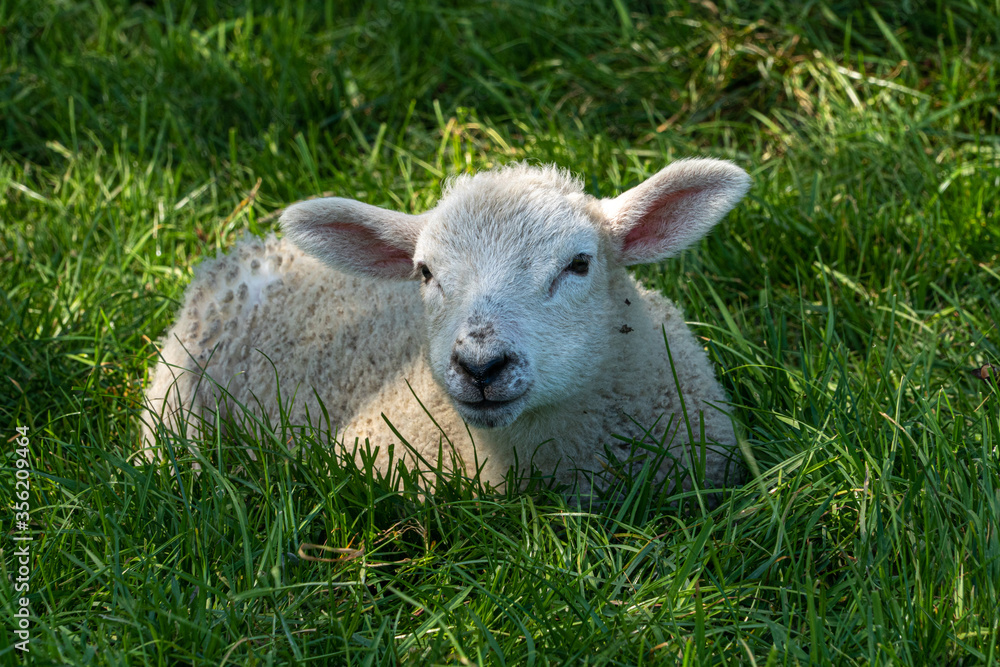 Four week old lamb low angle view portrait in green grass field Four week old lamb low angle view portrait in green grass field