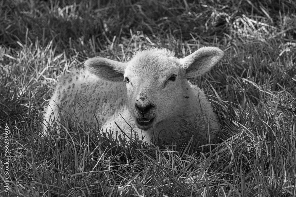 Four week old lamb low angle view portrait in green grass field Four week old lamb low angle view portrait in green grass field