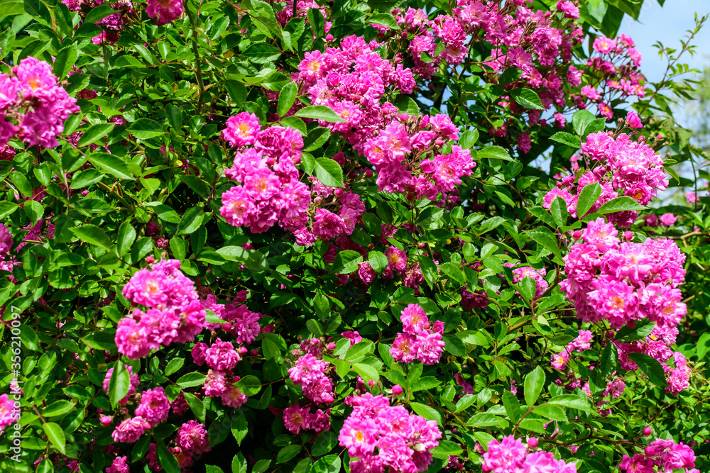 Bush with many delicate vivid pink magenta rose in full bloom and green leaves in a garden in a sunny summer day, beautiful outdoor floral background photographed with soft focus.