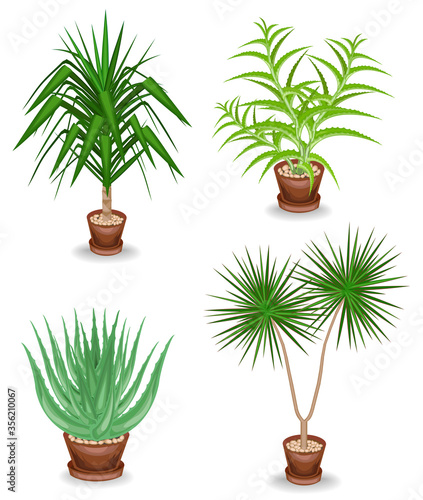 Collection. Indoor plant in a pot. Yucca, scarlet faith, dracaena. Beautiful decorative flowerpot. Vector illustration of a set