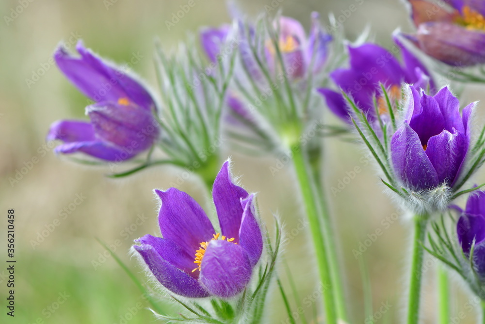pasque-flower pasque-flower