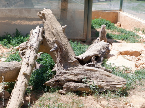 Meerkat animal looking around and playing with its family photo