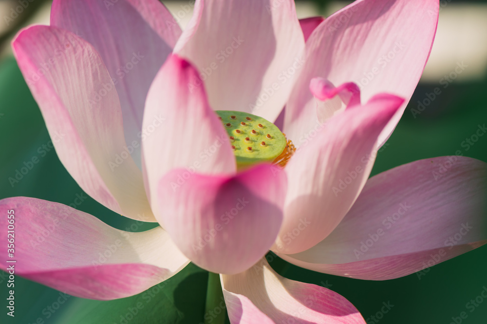 Lotus pollen and beautiful white flowers, pink lily border, Water lily or lotus flower in pond, Natural background and sunlight, Selective Focus, Flowers for worshiping in Buddhism. Lotus pollen and beautiful white flowers, pink lily border, Water lily or lotus flower in pond, Natural background and sunlight, Selective Focus, Flowers for worshiping in Buddhism.