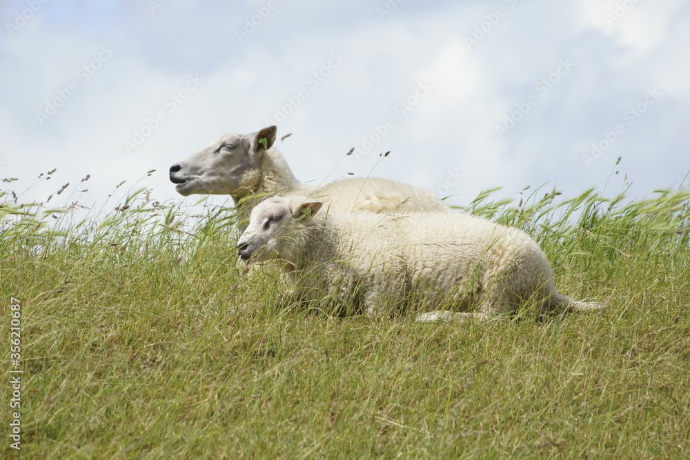 Obraz premium sheep and lamb