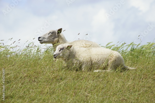 sheep and lamb