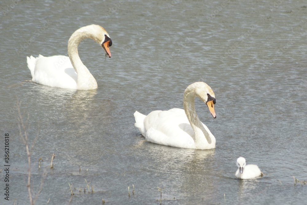 Obraz premium swan