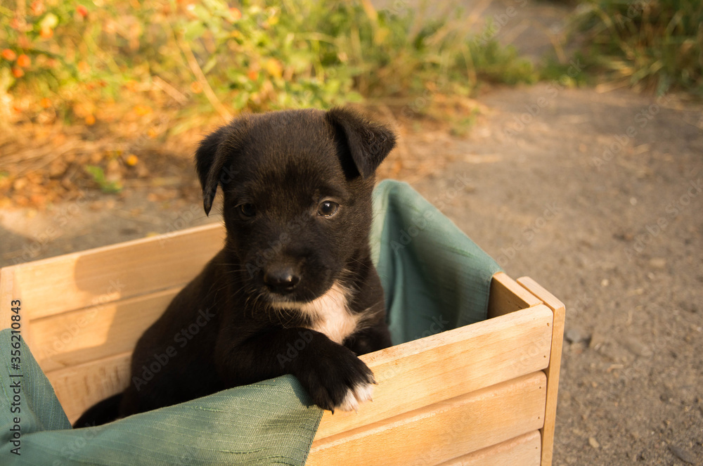 Black small puppy deals
