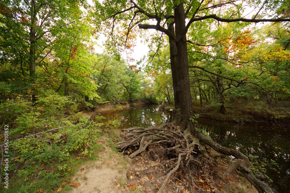 A tree with tangled roots exposed from erosion stands next to a creek in the woods in autumn. 