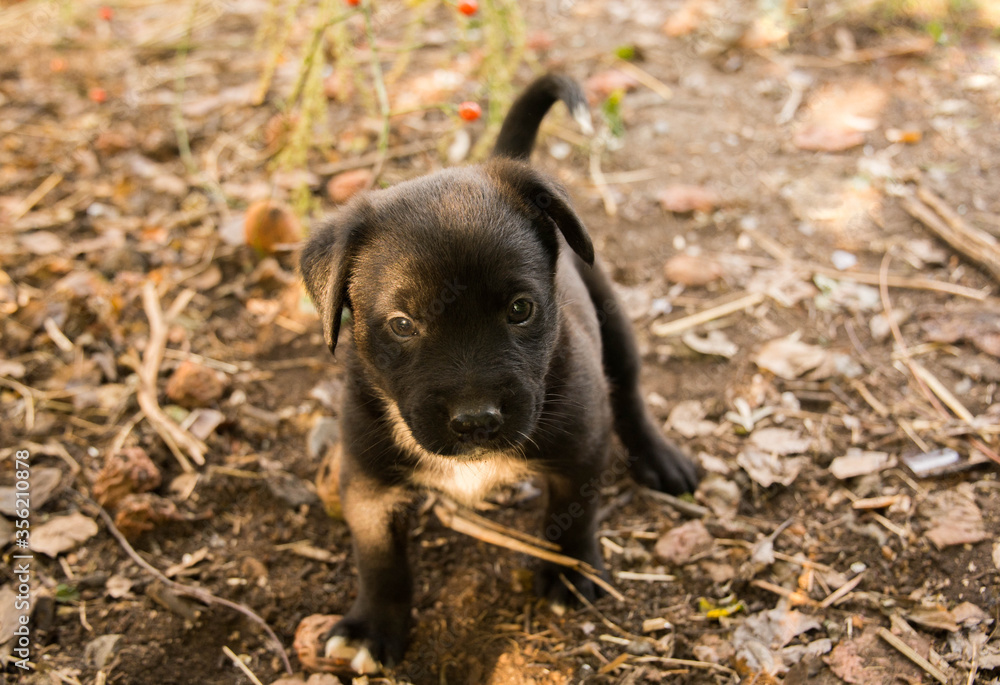Little black puppy on damp ground. Pooch in a dog shelter.