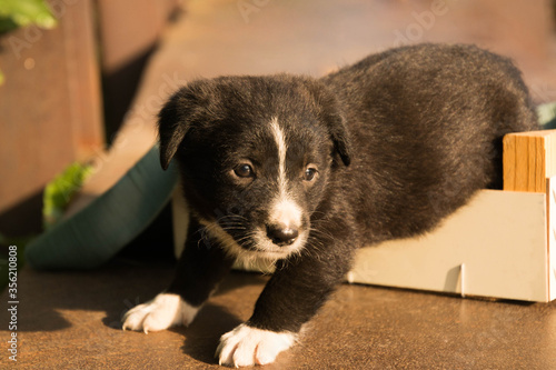 Little black puppy crawls out of the box. Pooch in a dog shelter.