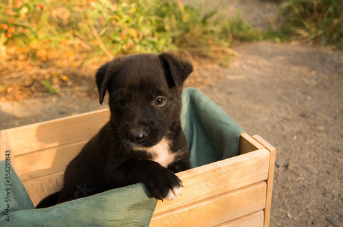 Little black puppy with white spots in a box. Pooch in a dog shelter.