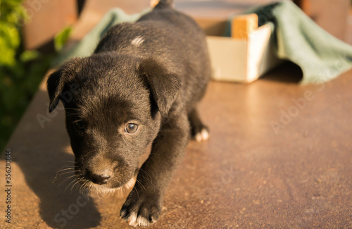 Little black puppy sneaks. Pooch in a dog shelter.