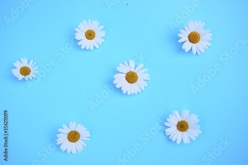 daisy flower summer background bright sky turquoise blue with copy space 