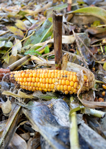 An ear of corn or corn cob in an agricultural field of corn. photo