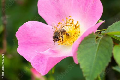 Bee collects honey on a rosehip flower.
