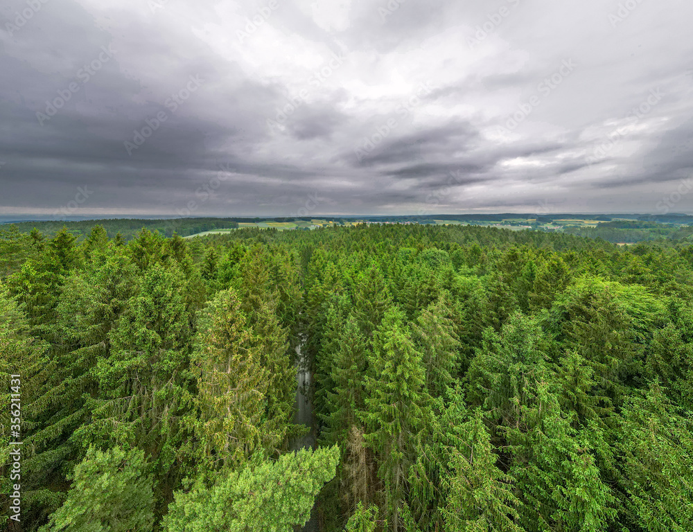 Forest top view with green tree tops