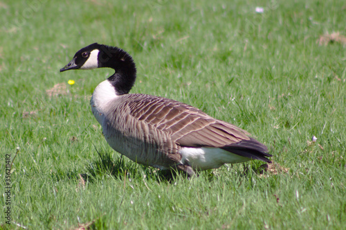 canada goose in the grass