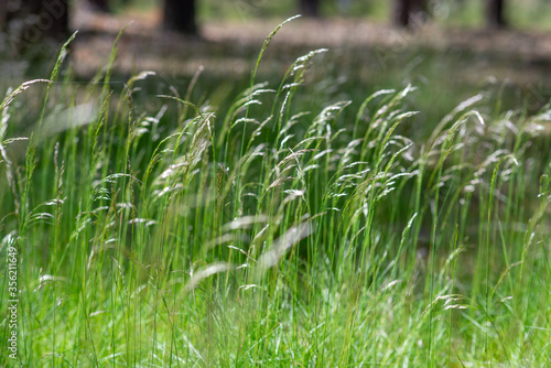 Green grass growing in forest glade