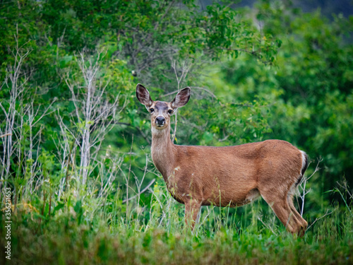 Fototapeta Naklejka Na Ścianę i Meble -  Lovely Deer
