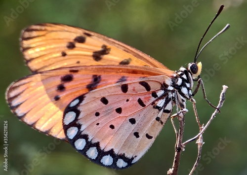 butterfly on a flower © Zaki