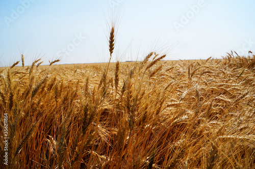 field of wheat in Kansas