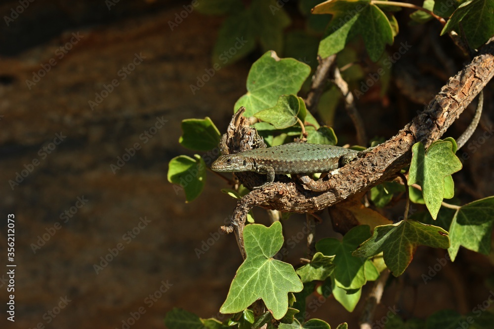 Weibliche Mauereidechse (Podarcis muralis brongniardii). Weibliche Mauereidechse (Podarcis muralis brongniardii).