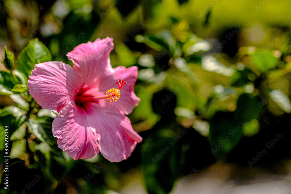 Obraz premium pink hibiscus