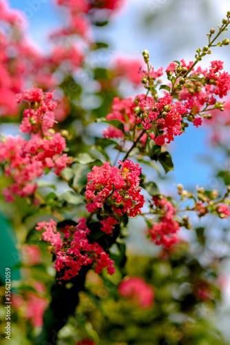 pink flowers in the garden