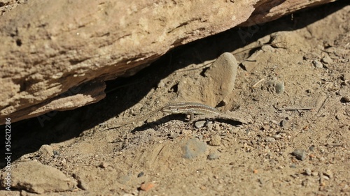 Weibliche Mauereidechse  Podarcis muralis brongniardii .