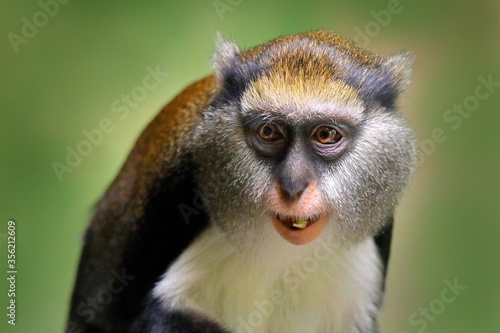 Photography Campbell's mona monkey or Campbell's guenon monkey, Cercopithecus campbelli, in nature habitat