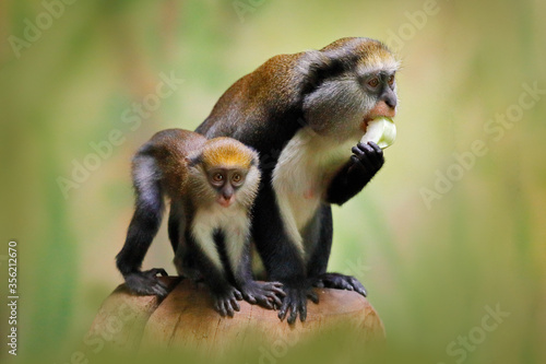 Fruit feeding family. Campbell's mona monkey or Campbell's guenon monkey, Cercopithecus campbelli, in nature habitat. Primate from Ivory Coast, Gambia, Ghana, tropic Africa photo