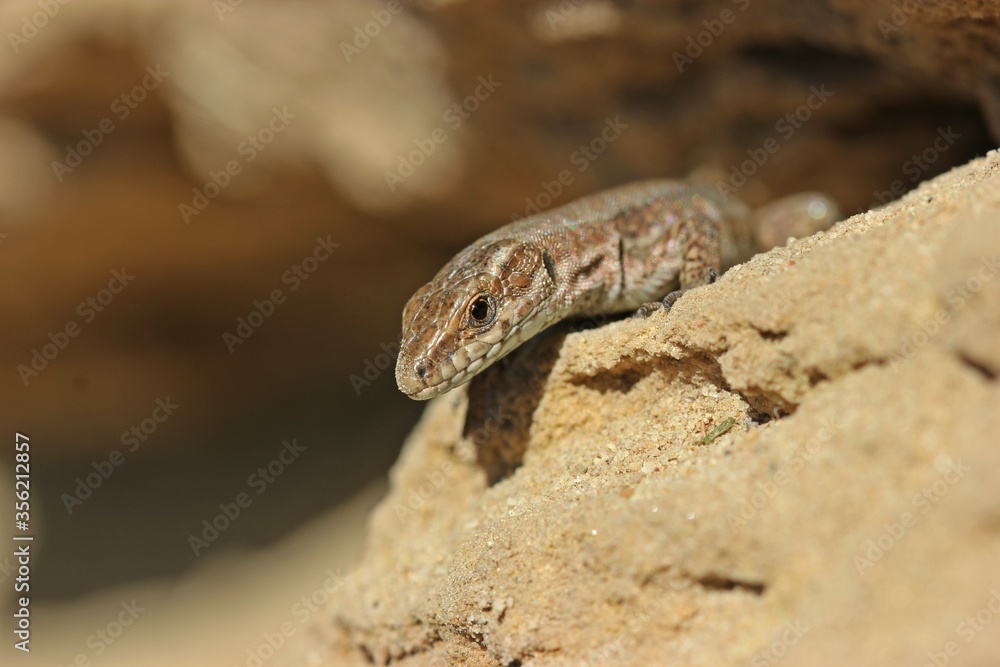Mauereidechse (Podarcis muralis brongniardii). Mauereidechse (Podarcis muralis brongniardii).
