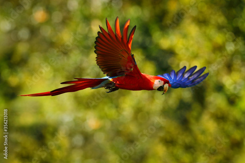 Red blue macaw parrot flying in dark green vegetation with beautiful back light and rain. Scarlet Macaw, Ara macao, in tropical forest, Costa Rica. Wildlife scene from tropical nature. Red in forest. © ondrejprosicky