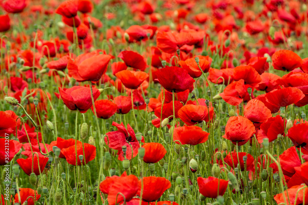 field with poppy flowers in selective focus