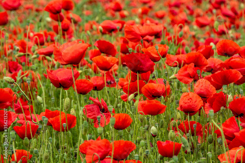 field with poppy flowers in selective focus
