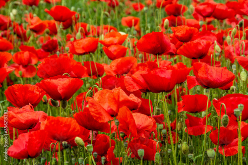 field with poppy flowers in selective focus