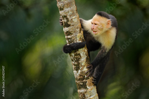 White-headed Capuchin, black monkey sitting and shake one's fist on tree branch in the dark tropical forest. Wildlife of Costa Rica. Travel holiday in Central America. Open muzzle with tooth.