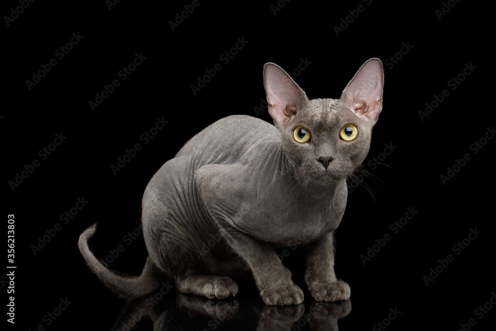 Gray Sphynx Cat Sitting and Looking in Camera on Isolated Black Background