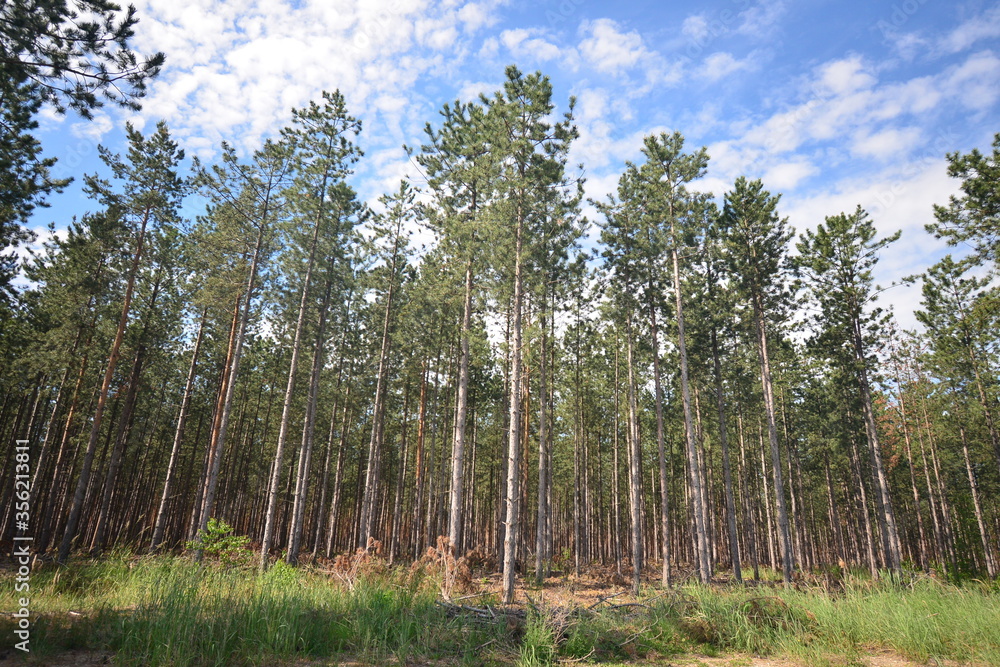 Wald in der Oberlausitz Wald in der Oberlausitz