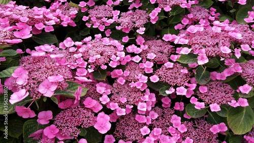 Fotografie Double flowered pink Hortensia or Hydrangea Macrophylla flowers, in the garden
