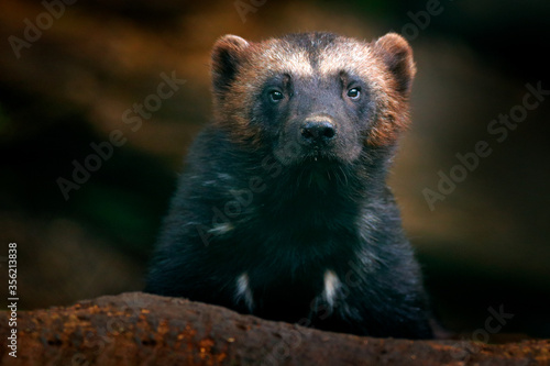 Wolverine portrait. Detail close-up of wild animal. Wolverine in Finland taiga. Dangerous animal in the forest. Raptor in the nature. Wildlife scene from nature. © ondrejprosicky