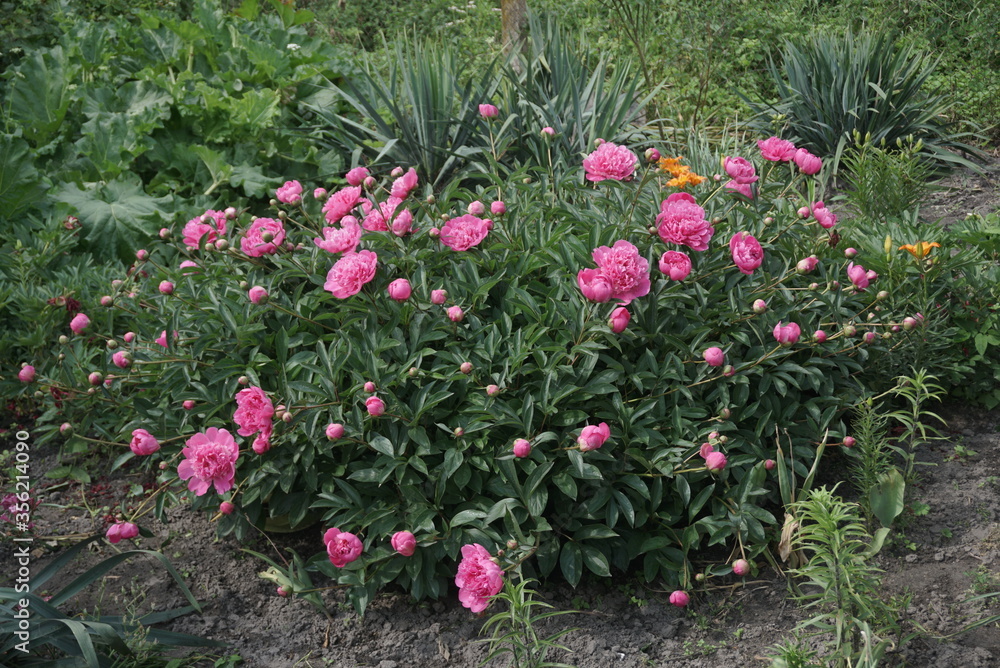 The Whole Bush Of Magnificent Flowers Of A Pink Peony In The Middle Of Green