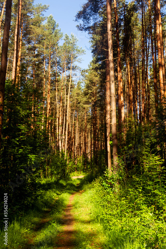 Fototapeta Naklejka Na Ścianę i Meble -  Summer nature background with sun beam . Green landscape . Sunny forest early in the morning